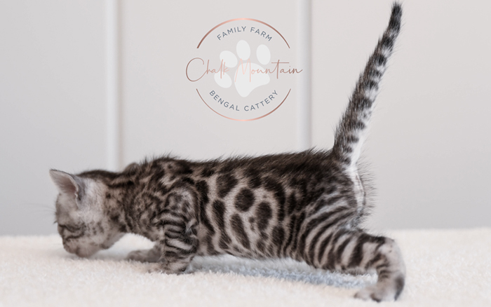 Bengal kitten for sale